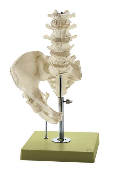 Segments of the Spine › Anatomy models | SOMSO®
