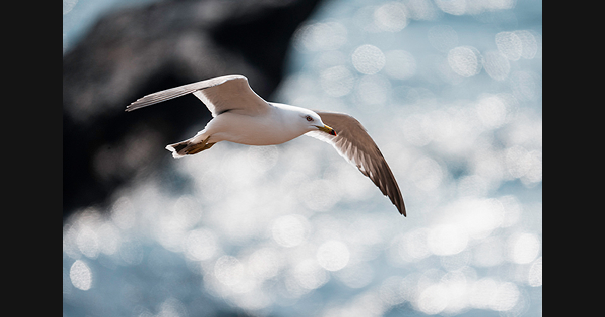 野生との距離が近づく――FE 400-800mm F6.3-8 G OSSが捉えた命の