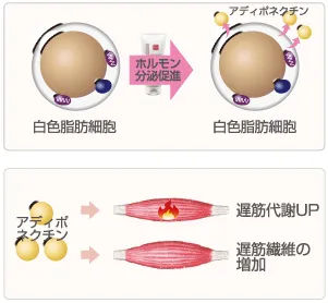 Prime S Cream (プライムエスクリーム) ｜たるみ引き締めクリーム