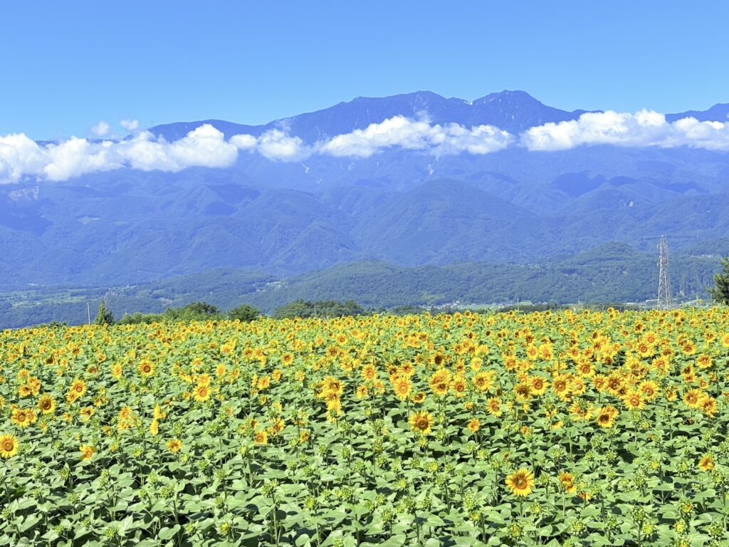 山梨 北杜市】ひまわり畑の見頃と開催情報｜明野サンフラワーフェス