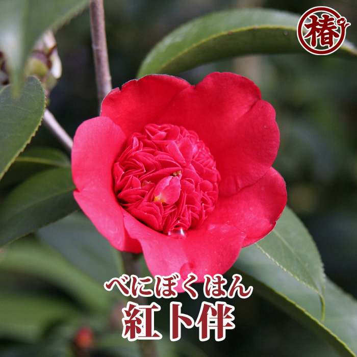 椿園オンラインショップ / 紅卜伴・べにぼくはん