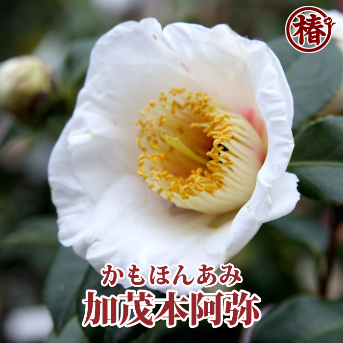 椿園オンラインショップ / 【一点物】加茂本阿弥・かもほんあみ