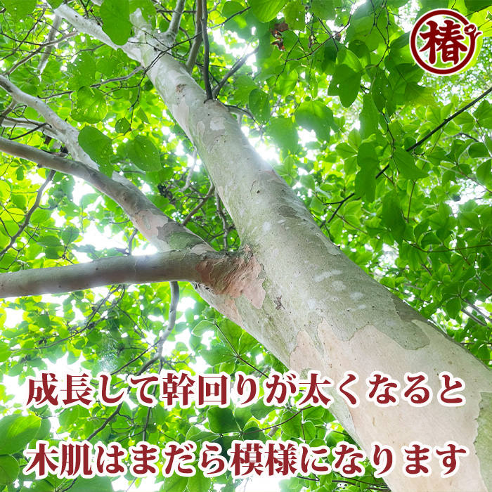 椿園オンラインショップ / シャラノキ【別名：夏椿・ナツツバキ】