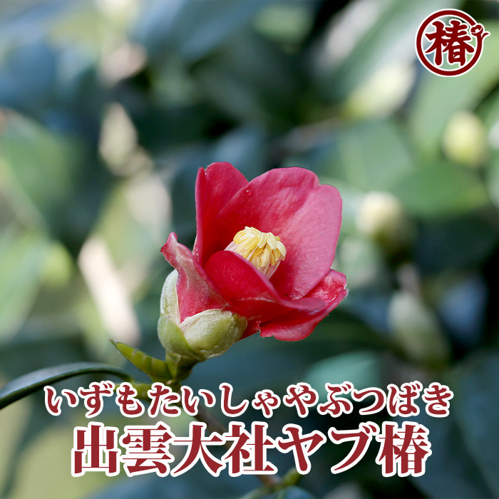 椿園オンラインショップ / 出雲大社ヤブ椿・いずもたいしゃやぶつばき