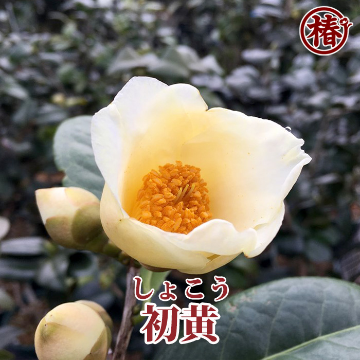 椿園オンラインショップ / 【一点物】初黄・しょこう