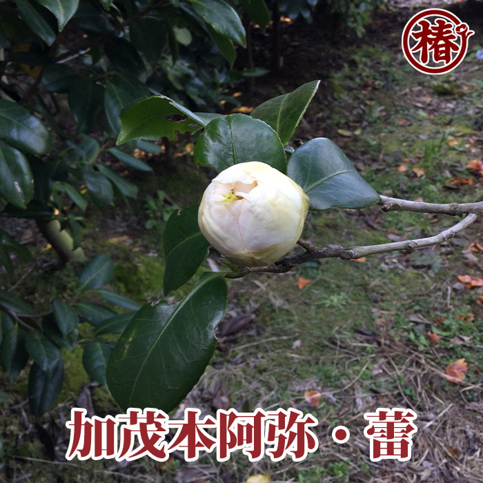 椿園オンラインショップ / 加茂本阿弥・かもほんあみ