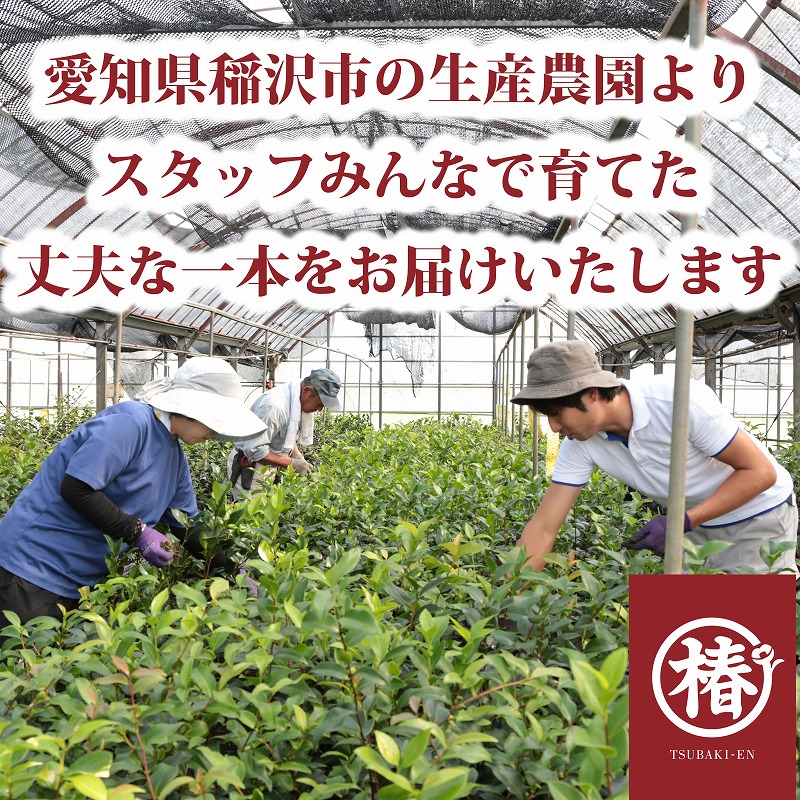 椿園オンラインショップ / 【一点物】加茂本阿弥・かもほんあみ