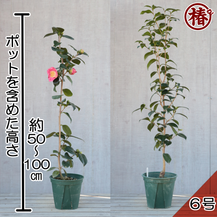 椿園オンラインショップ / レディケイ