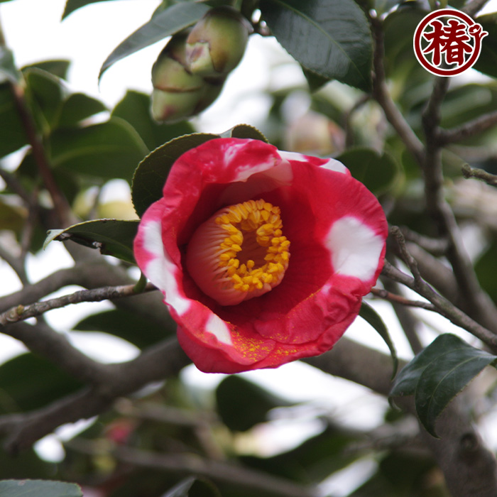 椿園オンラインショップ / 天ヶ下・あまがした