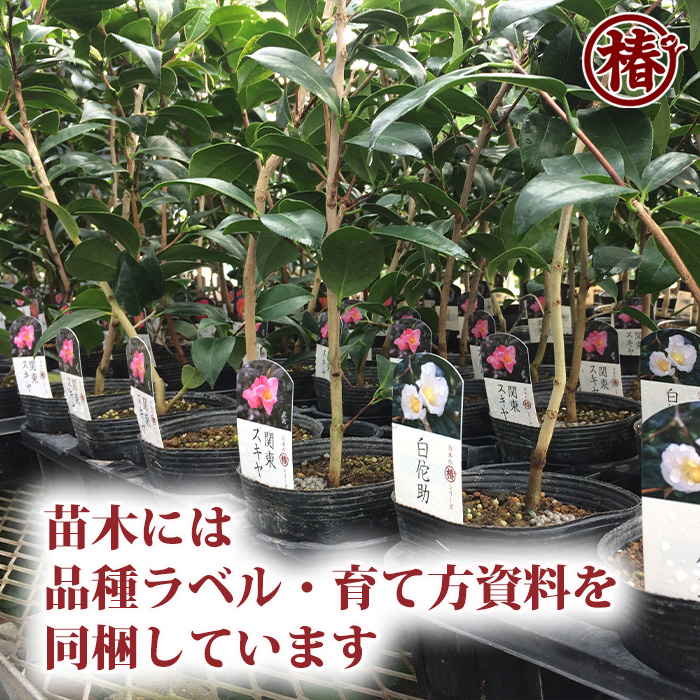 椿園オンラインショップ / 咲羽の誉・さわのほまれ