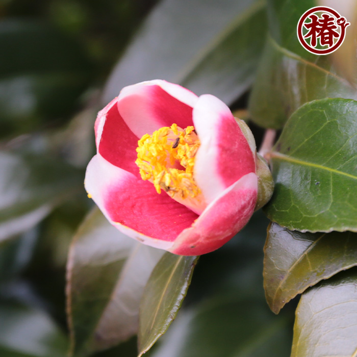 椿園オンラインショップ / 玉之浦・たまのうら