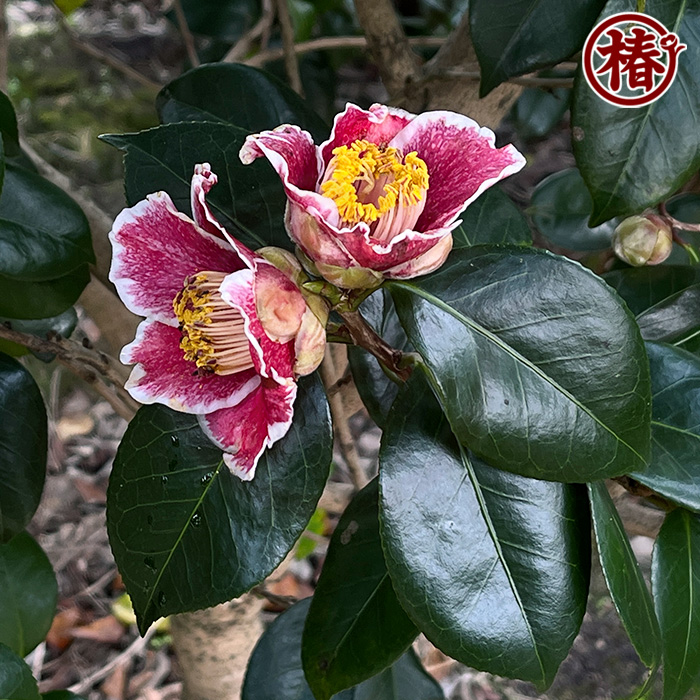 椿園オンラインショップ / 隠れ磯・かくれいそ｜5号（15cm）鉢植え｜挿木苗