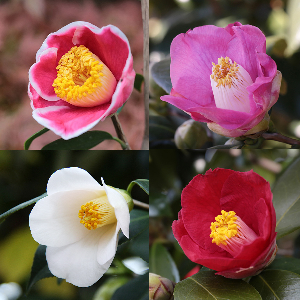 椿園オンラインショップ / 特集 PICK UP