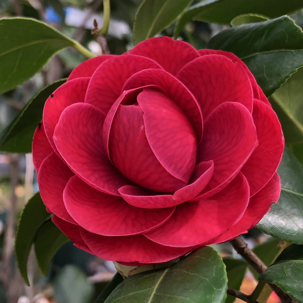 椿園オンラインショップ / 紅乙女・べにおとめ・こうおとめ｜5号（15cm