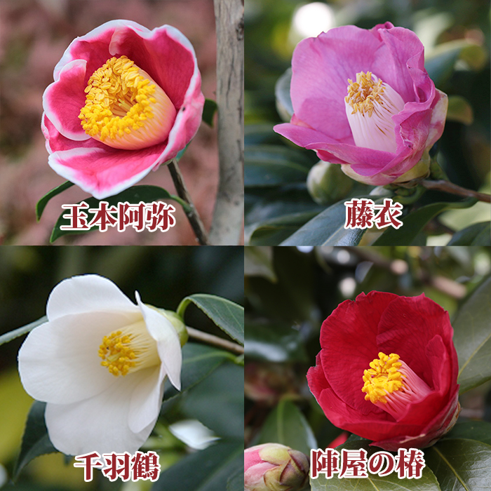 椿園オンラインショップ / 椿園オリジナル4種・4本セット｜6号（18cm