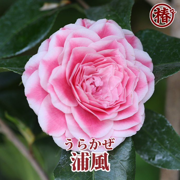 椿園オンラインショップ / 【一点物】浦風・うらかぜ