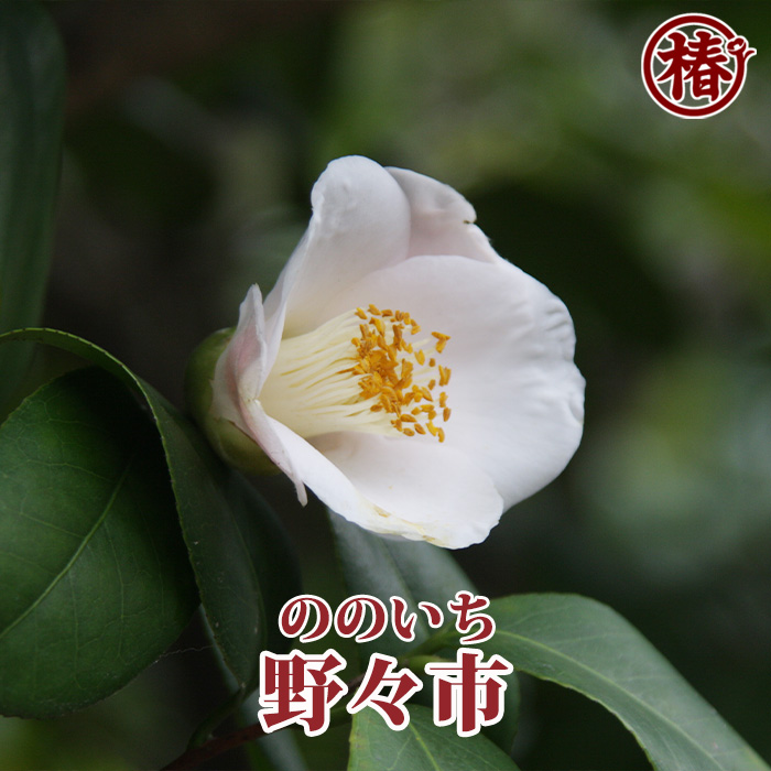 椿園オンラインショップ / 全商品