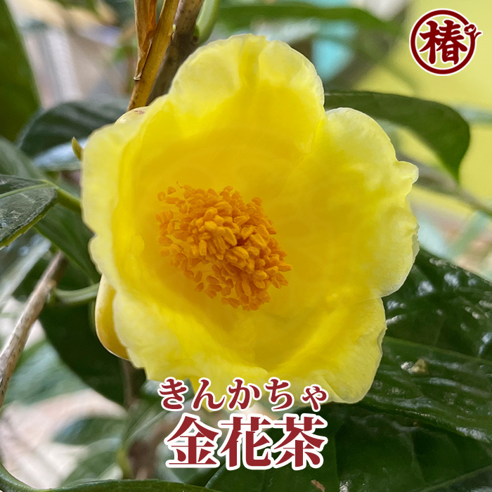 椿園オンラインショップ / 全商品