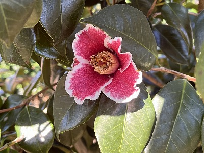 椿【隠れ磯・かくれいそ】美しい花色です♪ | 椿心 佐藤椿園 小さな