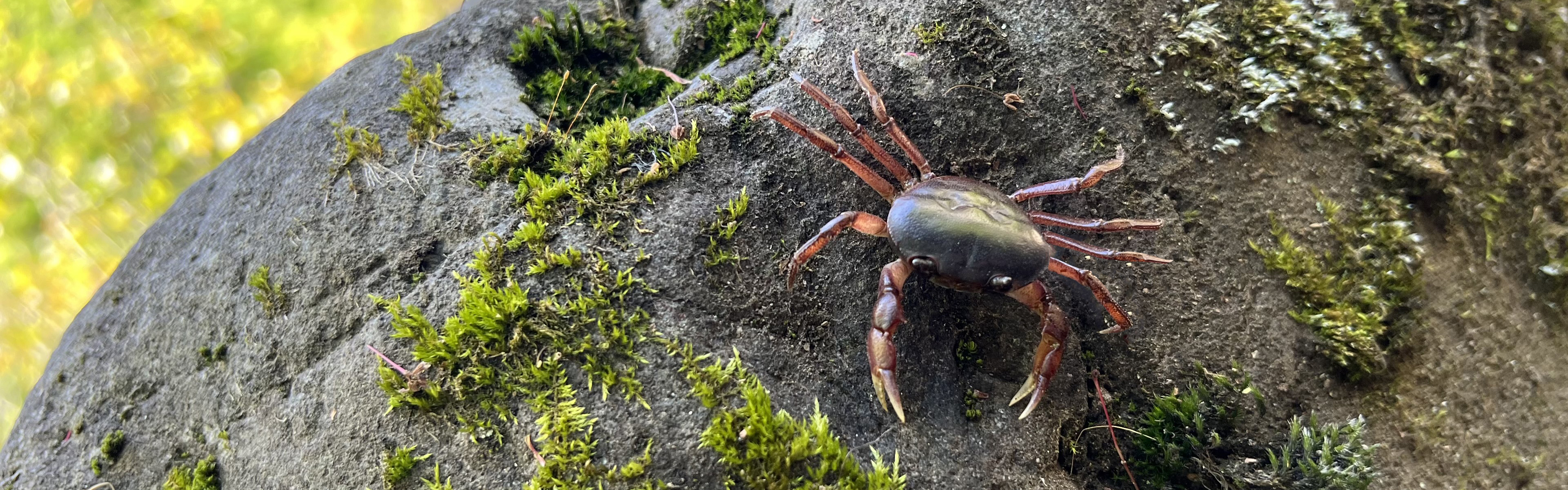 限定販売 新酒しぼりたて生原酒「一番汲み」のご案内 | 澤乃井-小澤