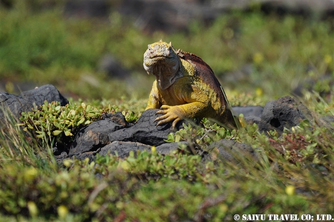 ウミイグアナ Marine Iguana | ワイルドライフ Wildlife ～世界の野生