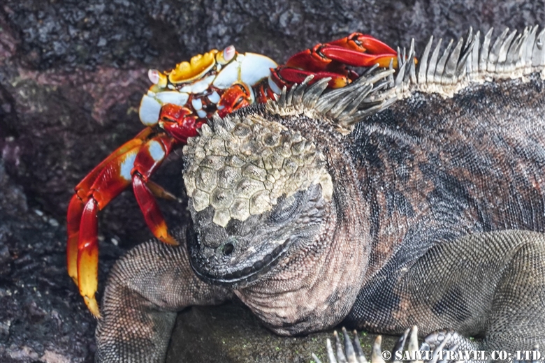 ウミイグアナ Marine Iguana | ワイルドライフ Wildlife ～世界の野生