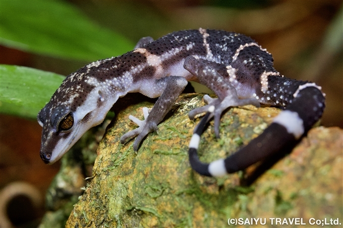 Japanese cave gecko | ワイルドライフ Wildlife ～世界の野生動物観察
