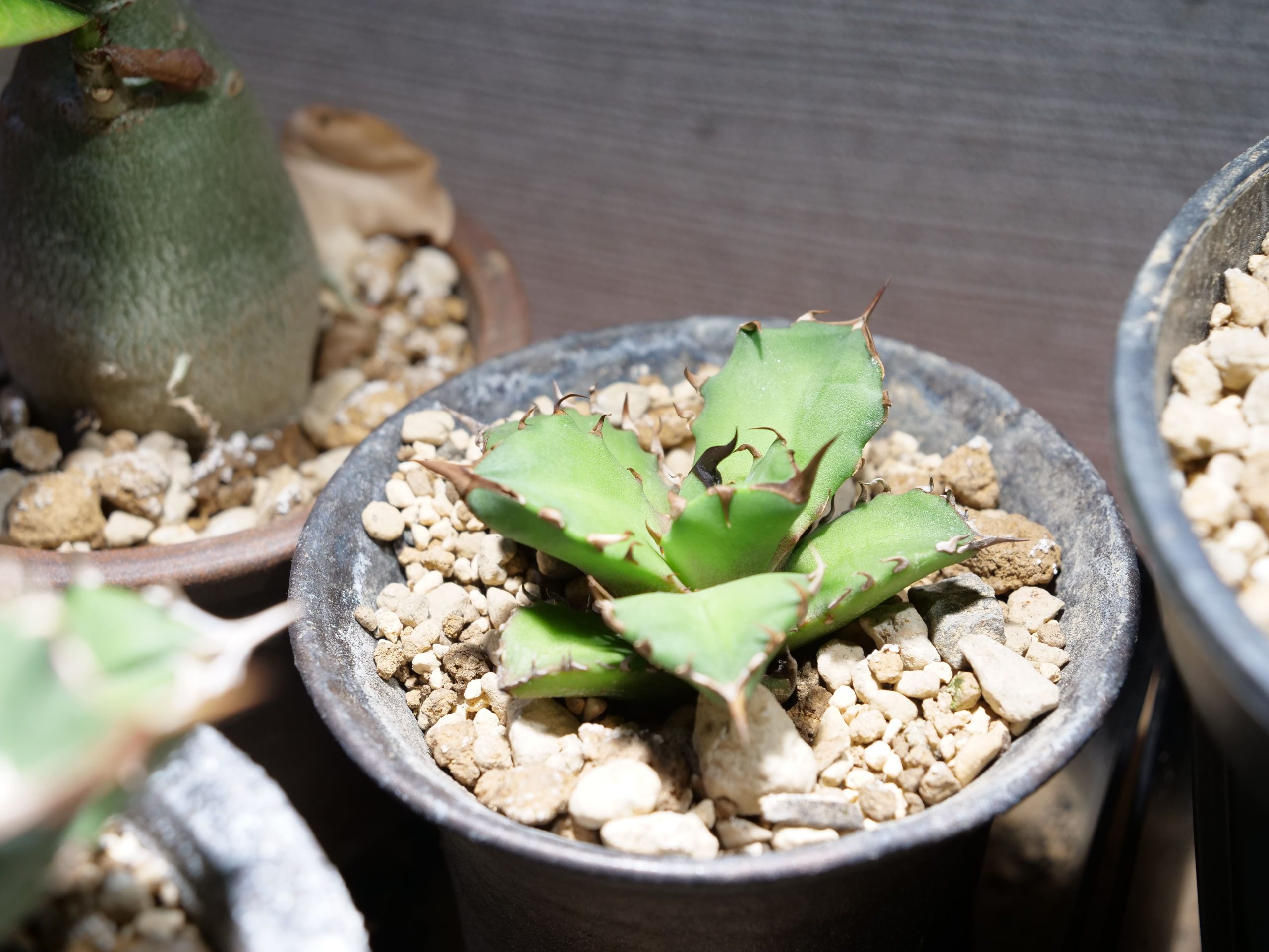 アガベ チタノタ イタリア産 親株サイズ