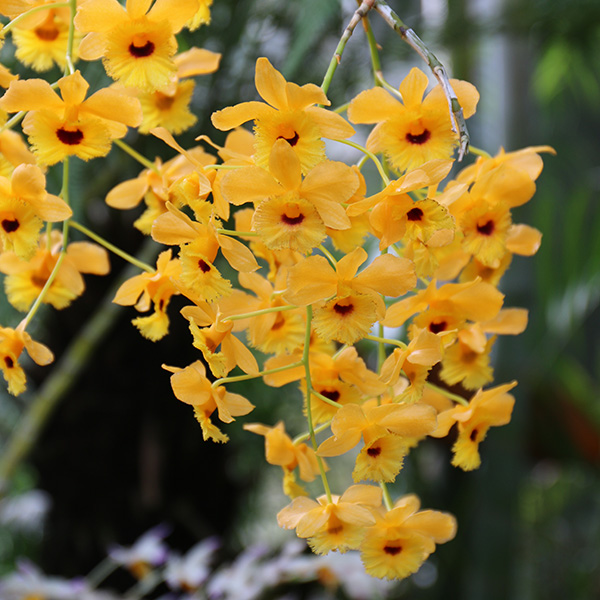 24K♤ PURE GOLDエッジ加工／デンドロビウム 蘭 プリザーブドフラワー