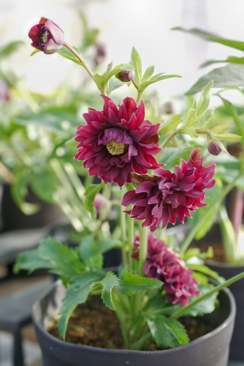 クリスマスローズフェア | 大阪の植物園-咲くやこの花館－