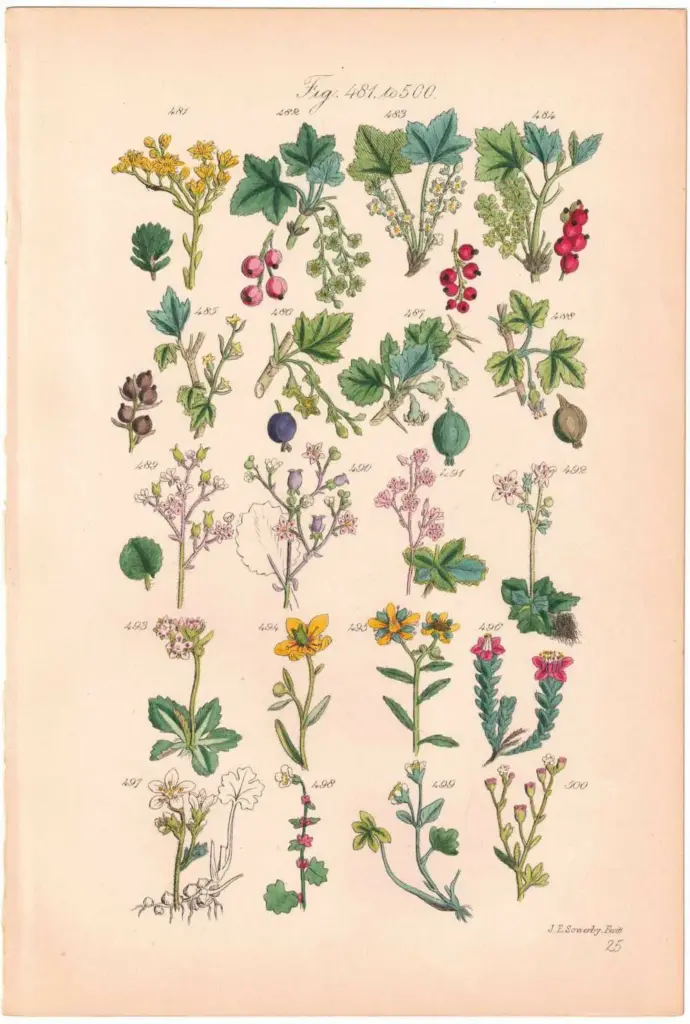 アンティークリトグラフ 花図鑑 ヴィクトリア時代 植物図鑑2 | 雑貨と