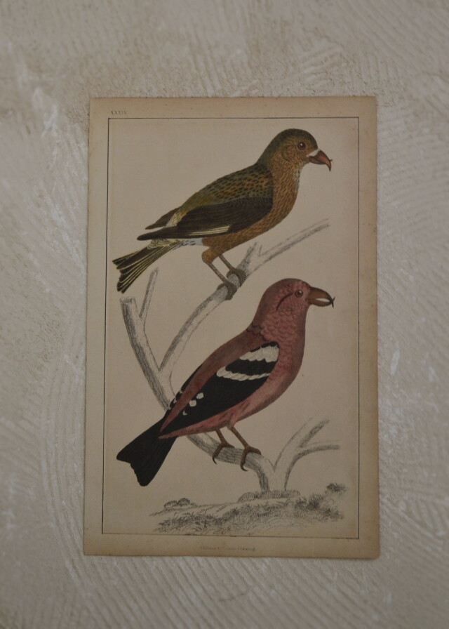 バード 絵画 インテリア ピクチャー イギリスアンティークAntique