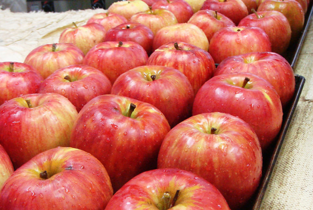 ウィンターフルーツタルトエール | 元祖地ビール屋【サンクトガーレン】