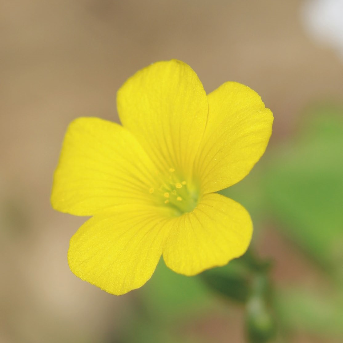 身近な雑草たちの奇跡 | SBクリエイティブ