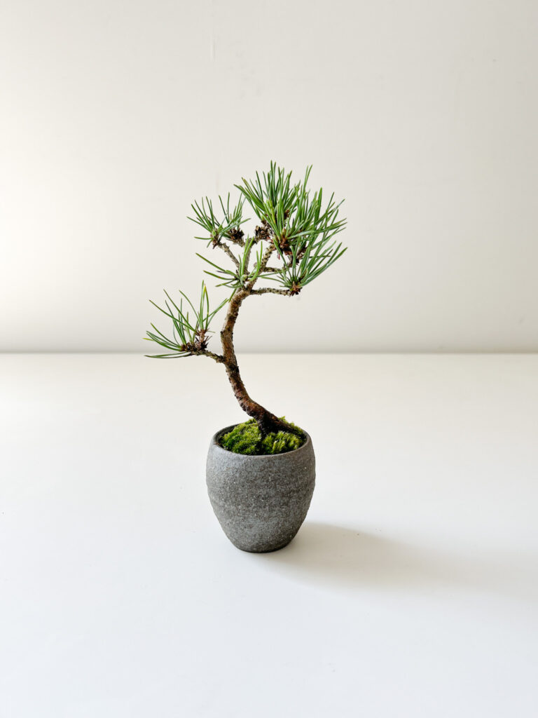 盆栽と盆栽台が届きました | 新着情報 | まちのシューレ963