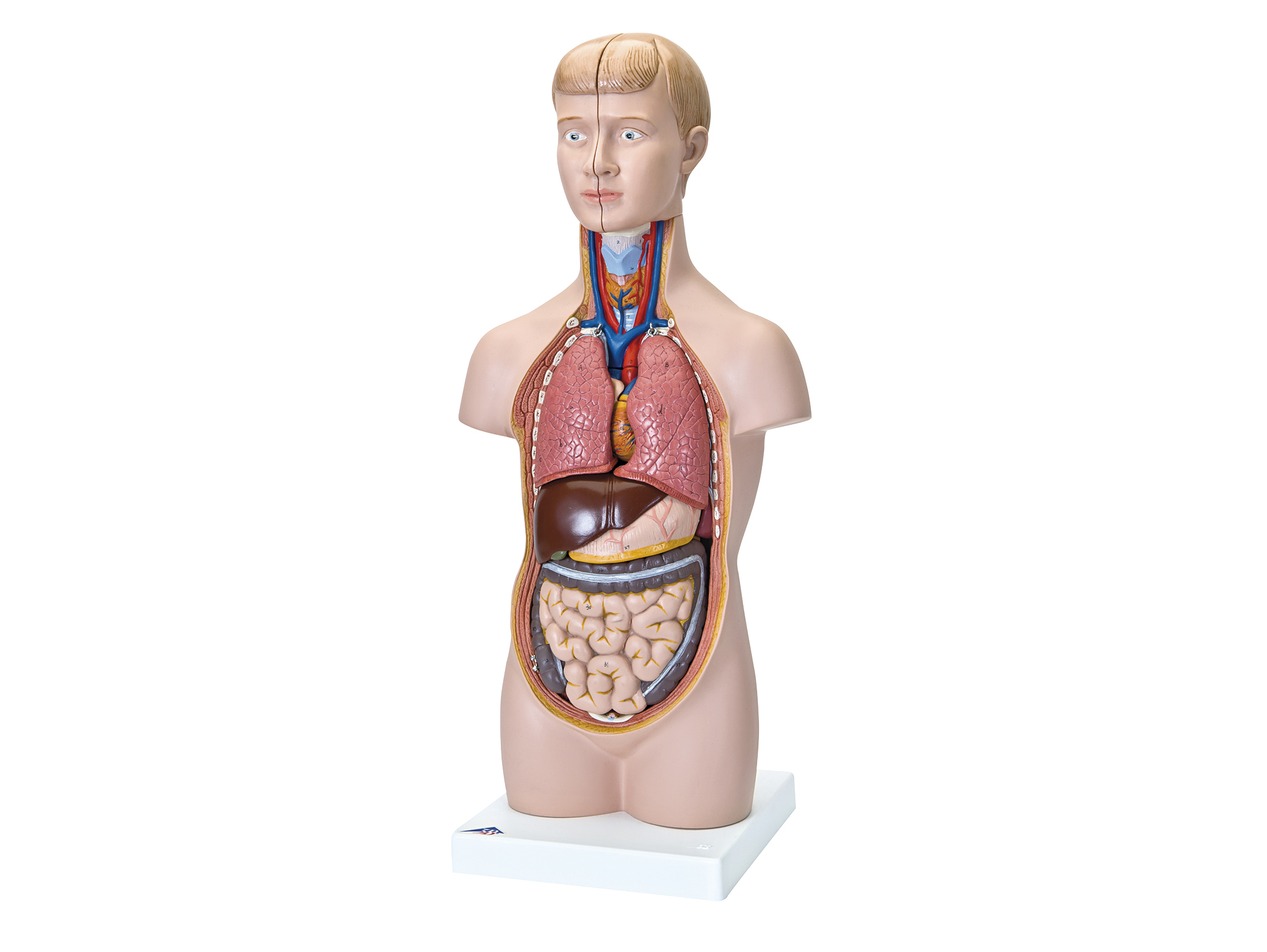 人体解剖模型(トルソ型) B-32/4N