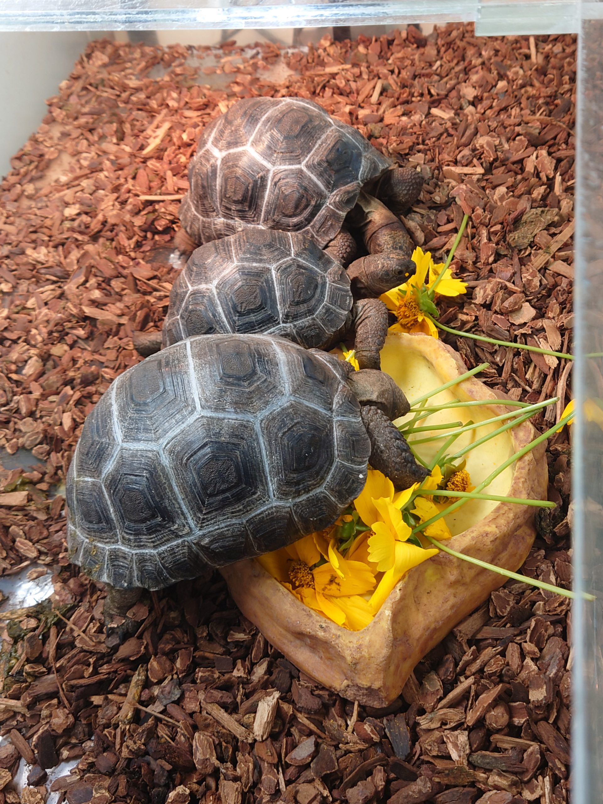 アルダブラゾウガメ | 爬虫類のプロショップ SCOPE | 岡山での爬虫類