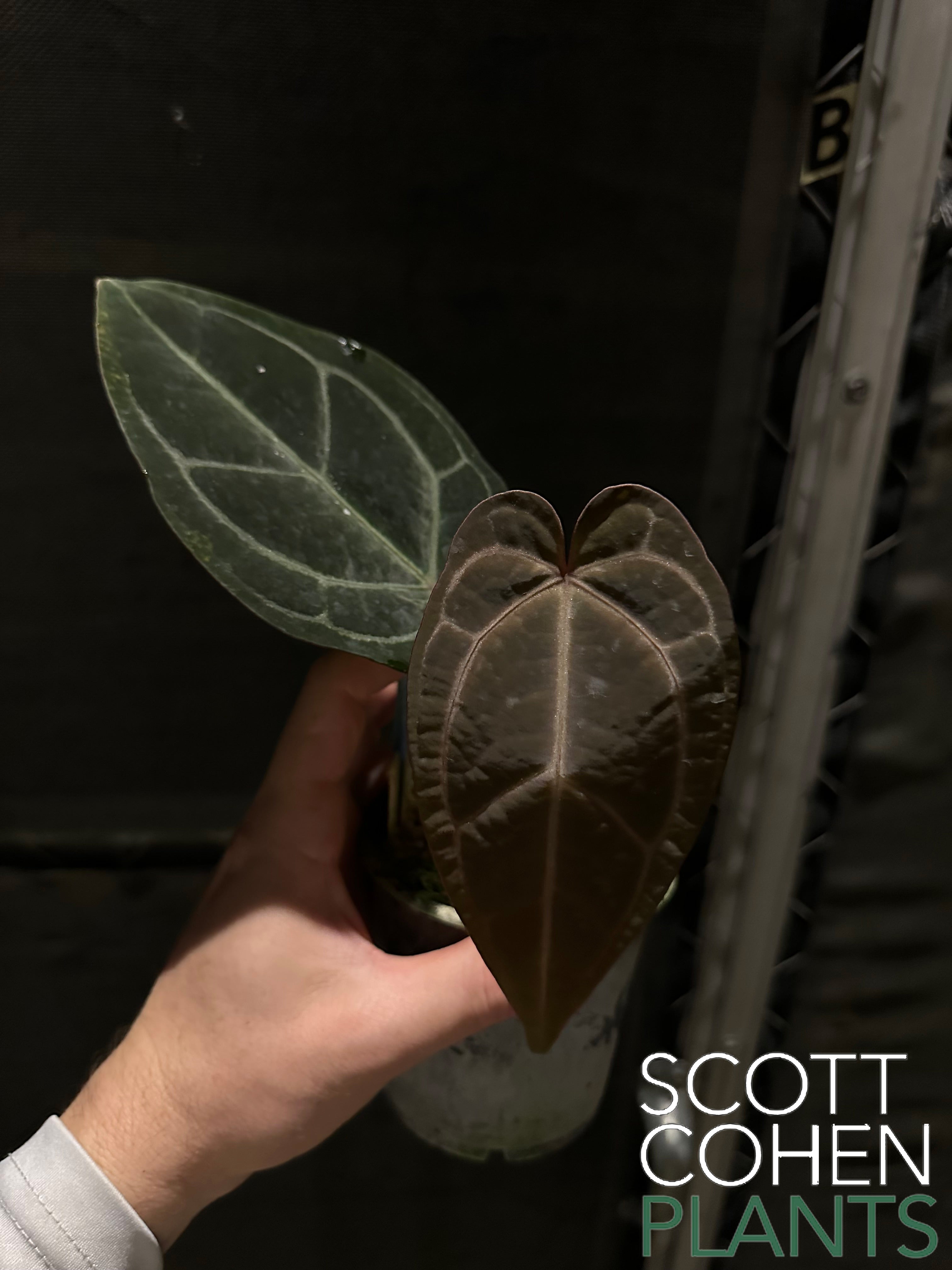 Anthurium Carlablackiae x Ace of Spades - Rare Hybrid | Scott