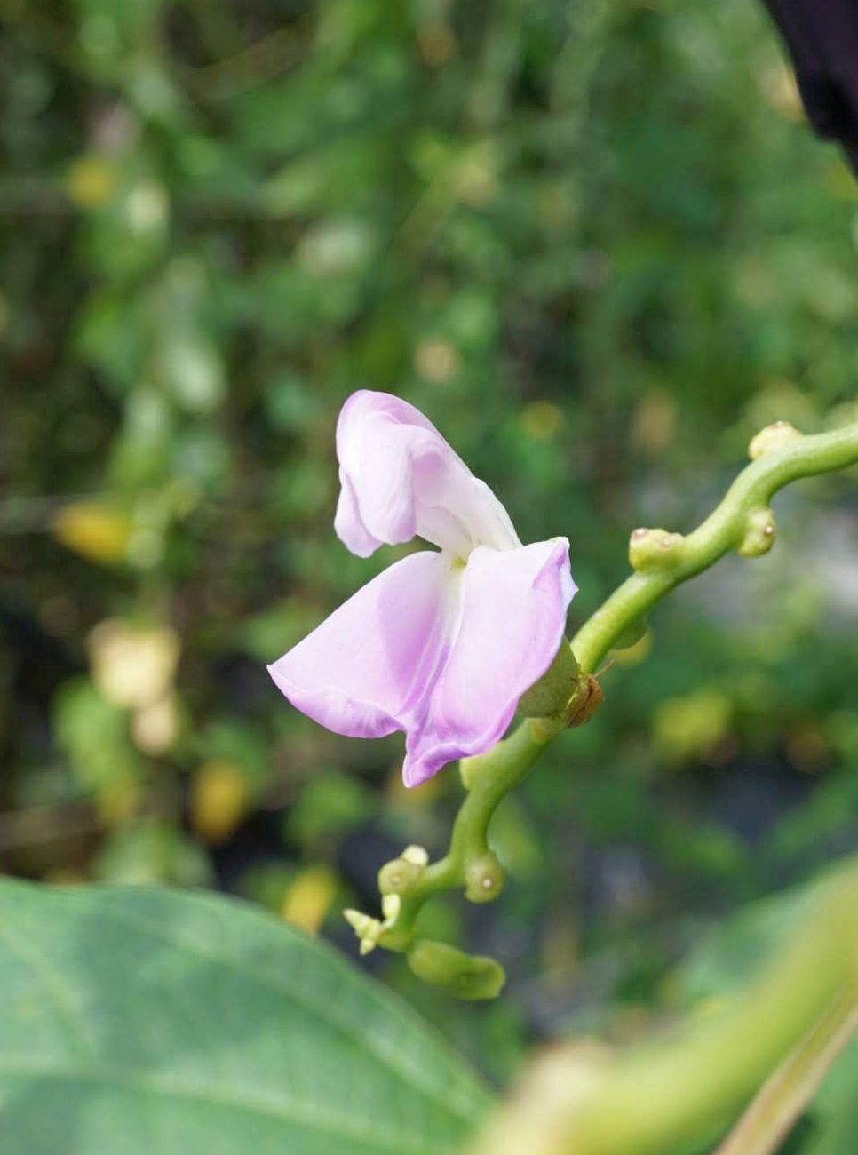 1 山採りソヨゴ雌雄不明