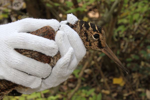 谷津干潟ブログ｜谷津干潟自然観察センター（谷津干潟公園センターゾーン）