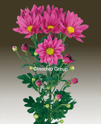 小菊 | 菊の育種、種苗販売。イノチオ精興園
