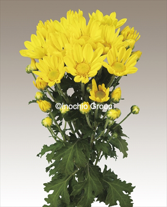 小菊 | 菊の育種、種苗販売。イノチオ精興園
