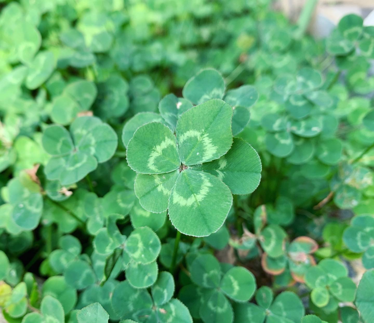 幸せのクローバー（四つ葉＆五つ葉）販売スタートです！ - 加須市の