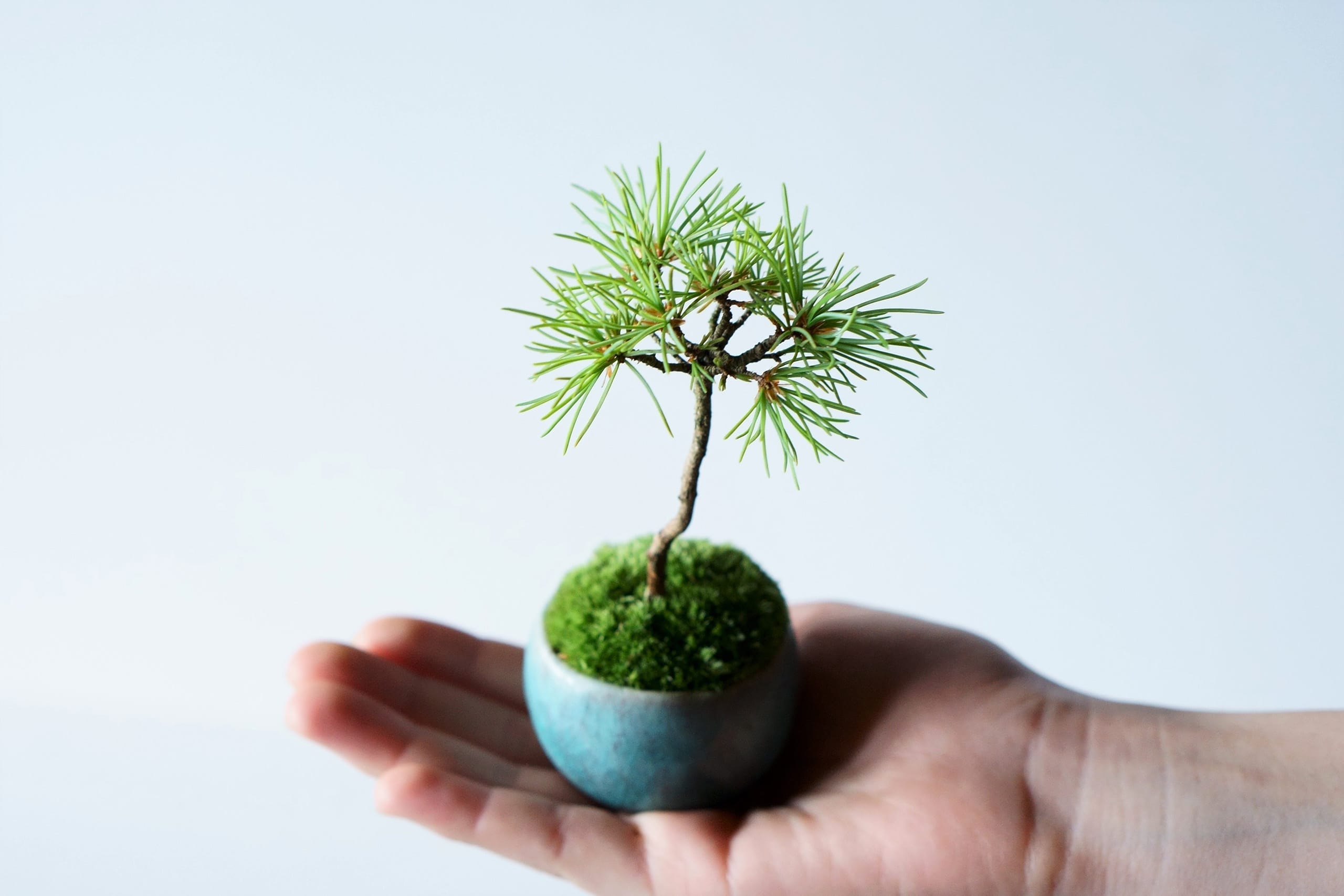 小さな器に大きな自然｜石木花｜SEKIBOKKA｜盆栽