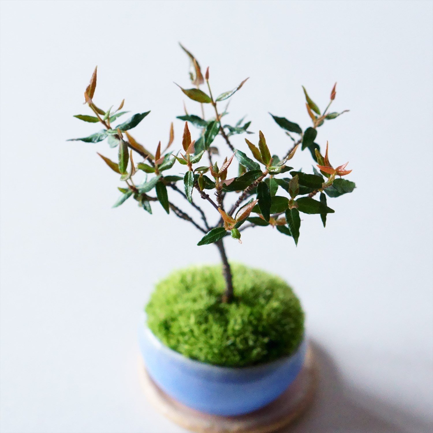 チリメンカズラ｜石木花図鑑｜石木花｜SEKIBOKKA｜盆栽