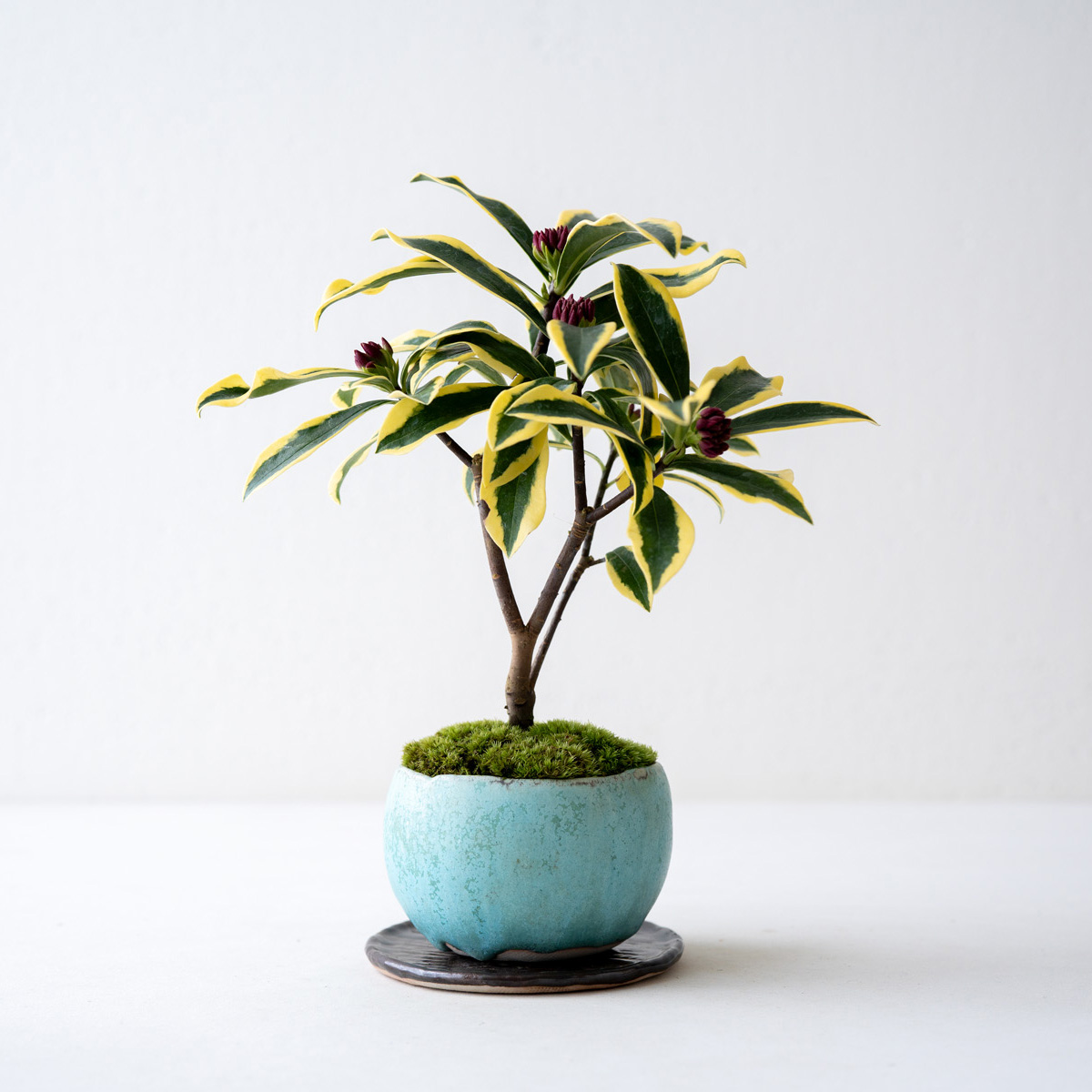 天皇梅｜石木花図鑑｜石木花｜SEKIBOKKA｜盆栽