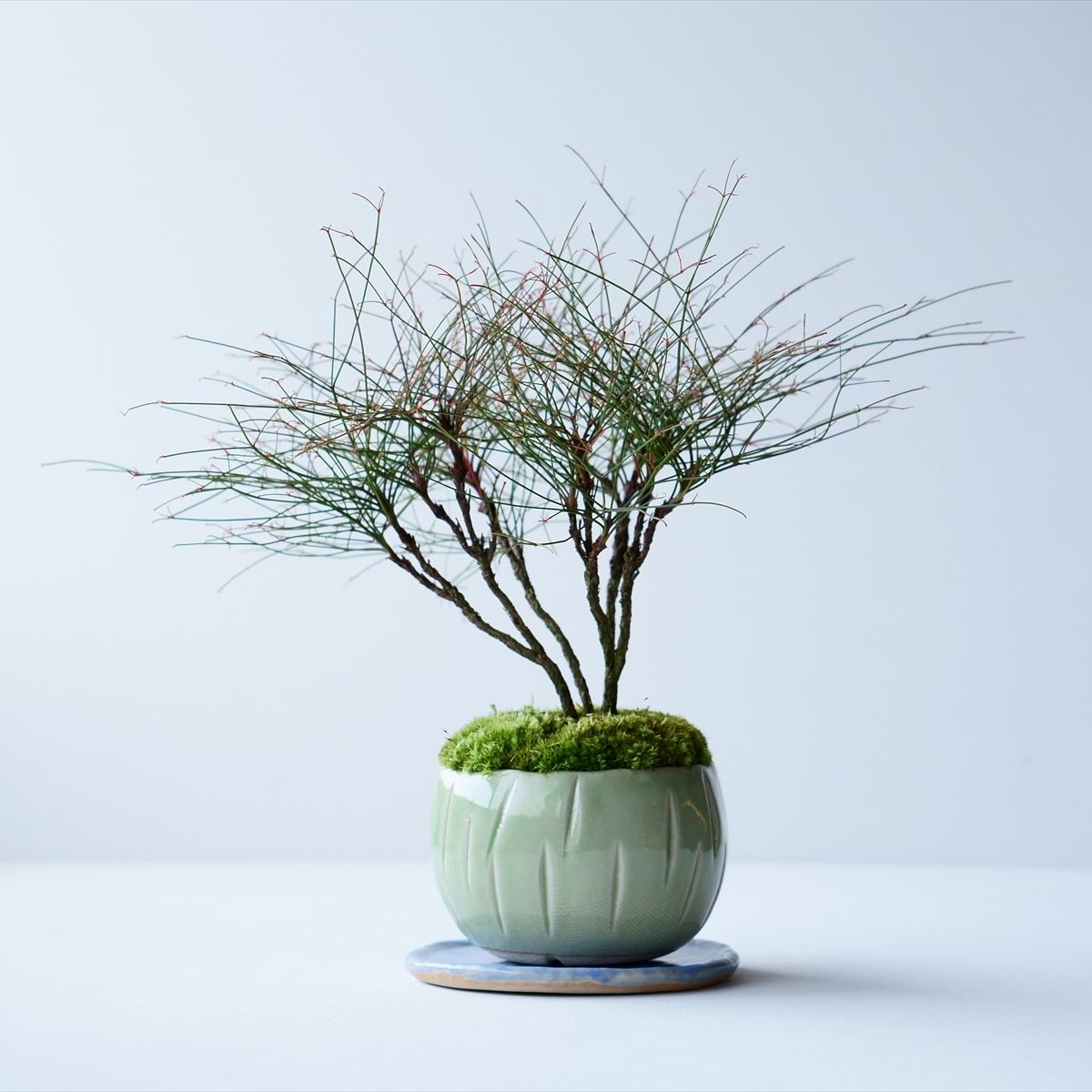 天皇梅｜石木花図鑑｜石木花｜SEKIBOKKA｜盆栽