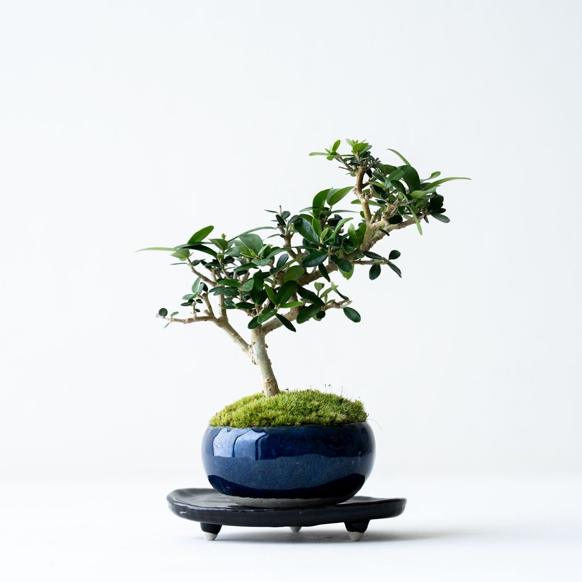 テイカカズラ｜石木花図鑑｜石木花｜SEKIBOKKA｜盆栽