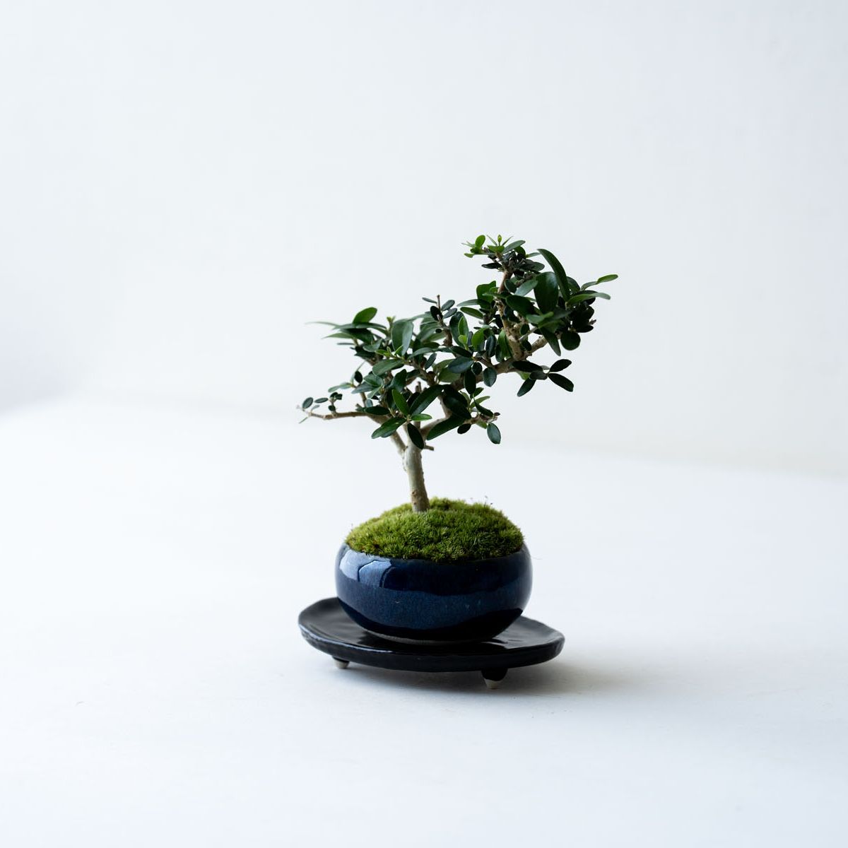 姫オリーブ｜石木花図鑑｜石木花｜SEKIBOKKA｜盆栽