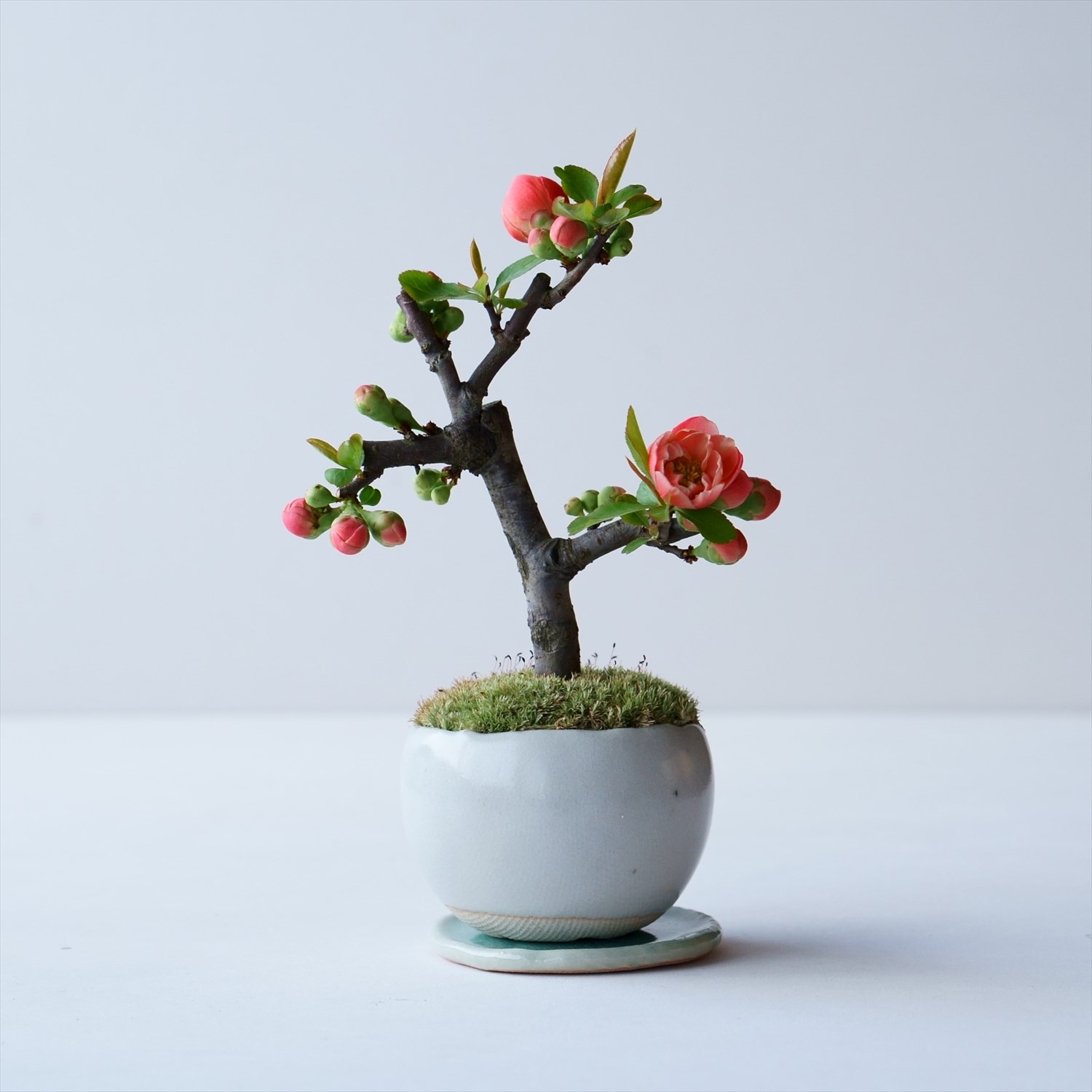 天皇梅｜石木花図鑑｜石木花｜SEKIBOKKA｜盆栽